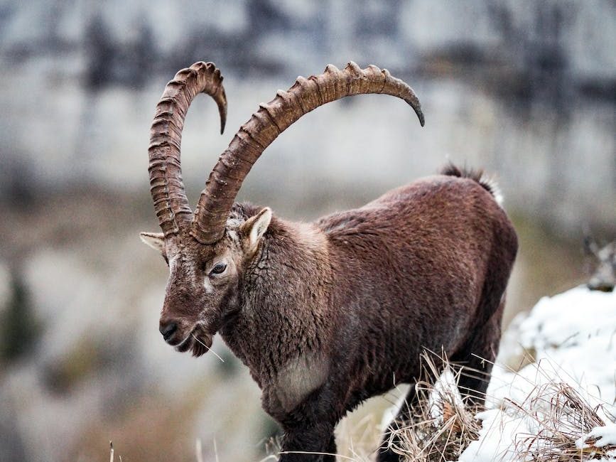 photograph of an alpine ibex