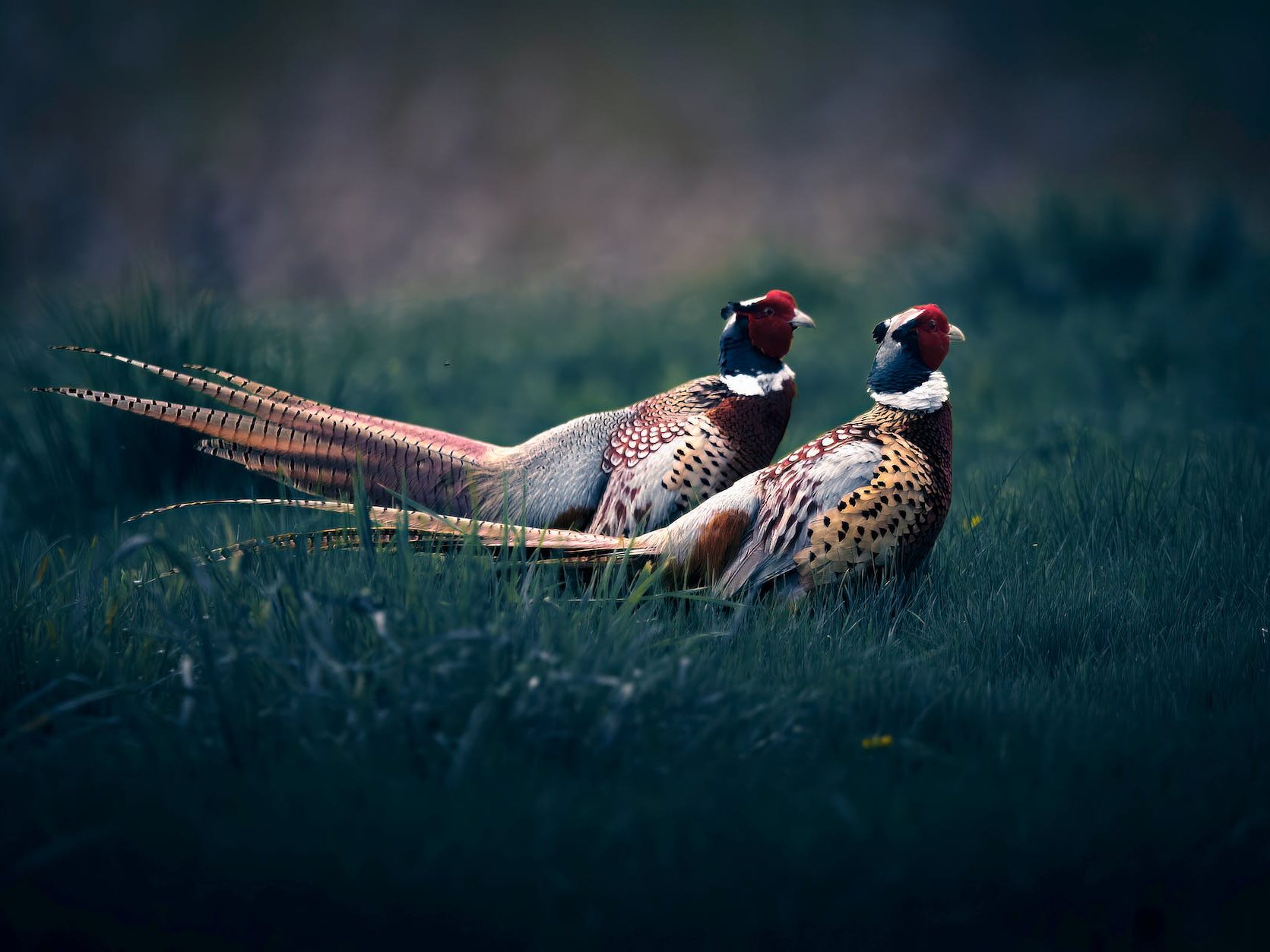 close up of pheasants