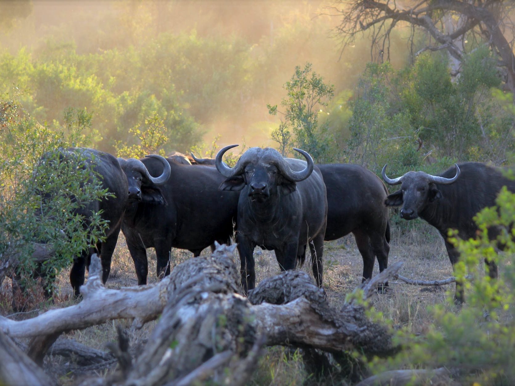 herd of black water buffaloes