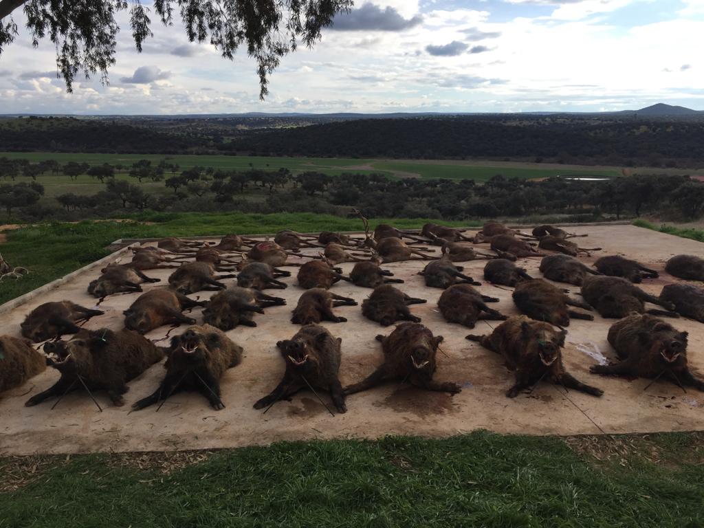 Montería tradicional en España