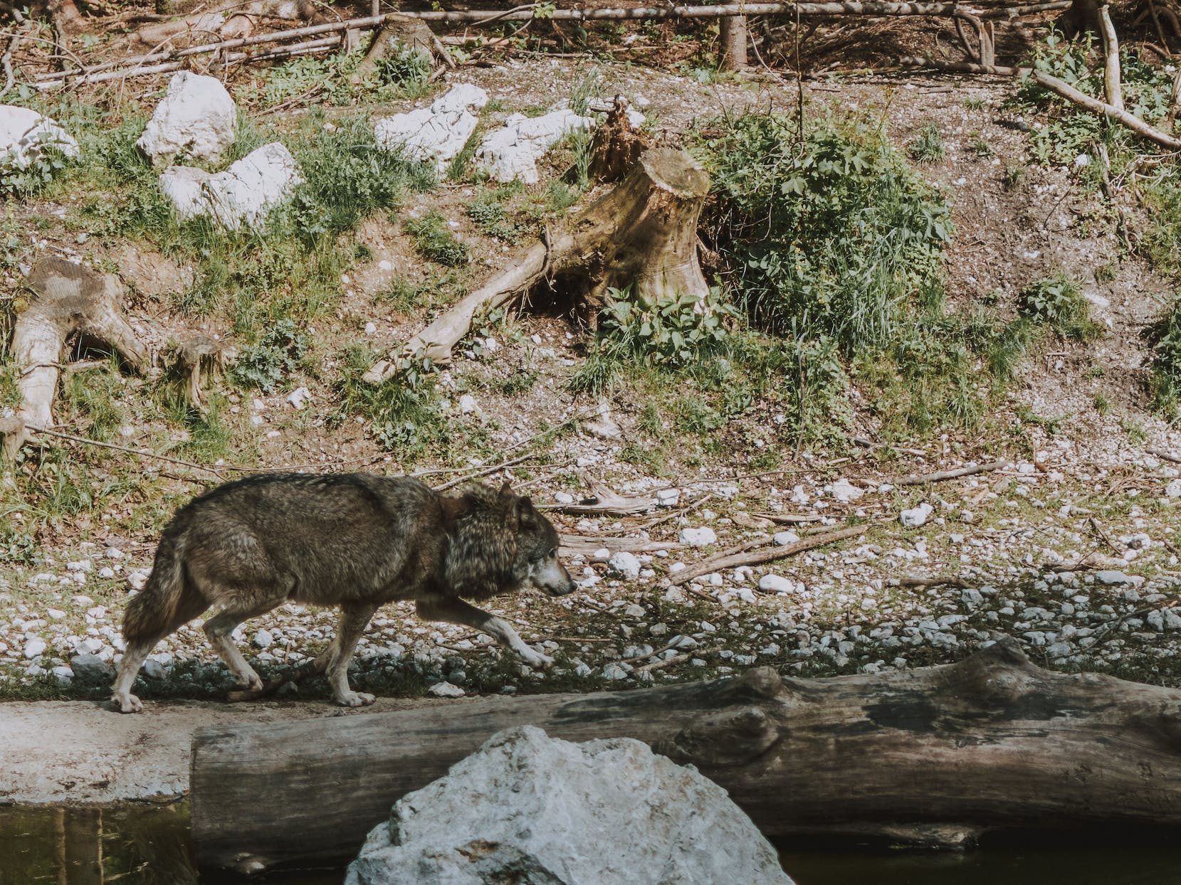 photo of wolf near river