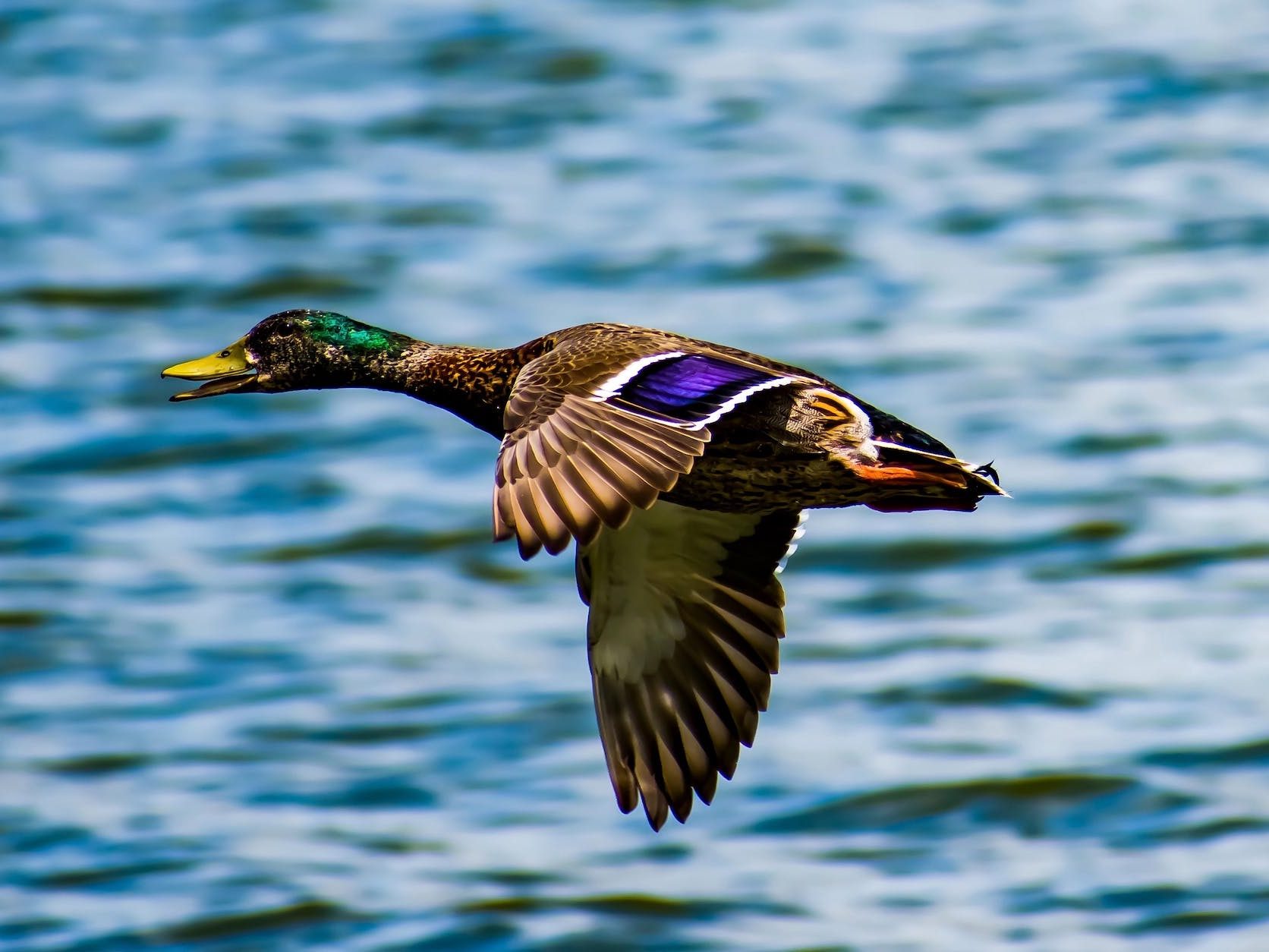 mallard flying above water