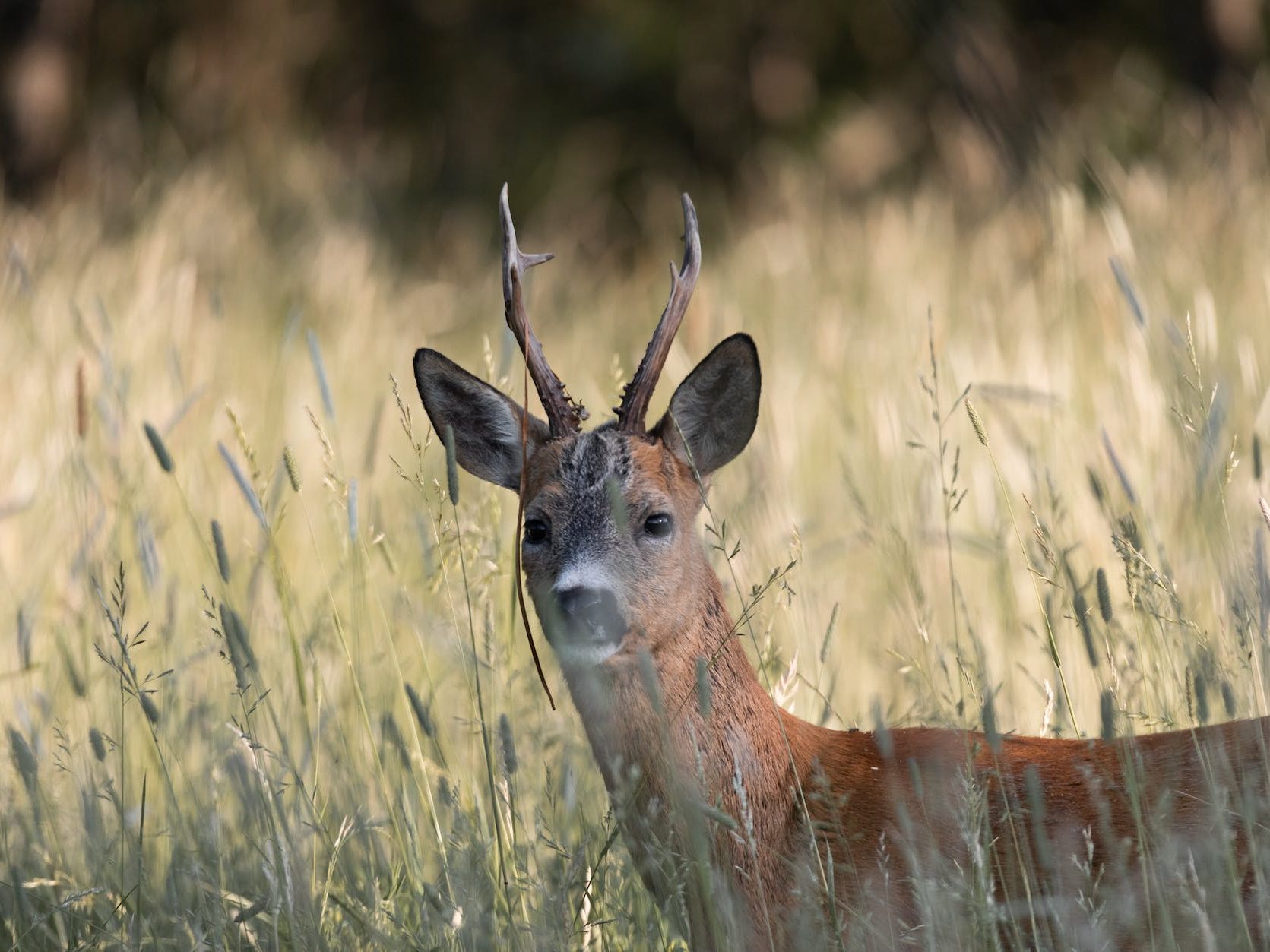 brown deer standing on tall green grass