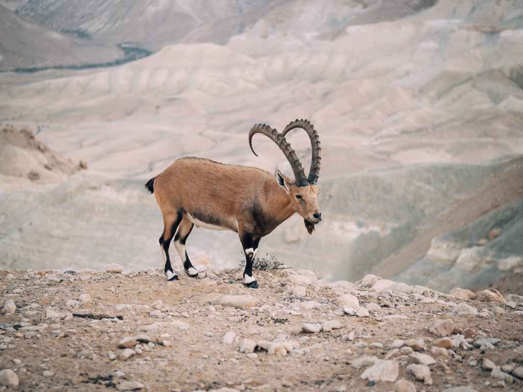 mountain goat on rocks